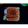 WYSIWYG RAH Montipora Mystic Sunset 11G8