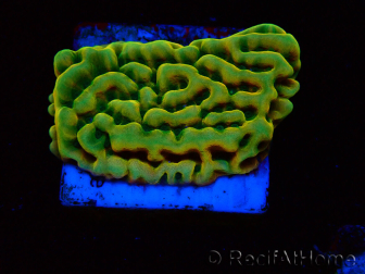WYSIWYG JF Beach Bum Montipora