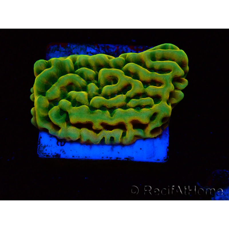 WYSIWYG JF Beach Bum Montipora 11I5