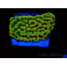 WYSIWYG JF Beach Bum Montipora 11I5