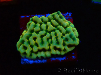 WYSIWYG JF Beach Bum Montipora 11I6