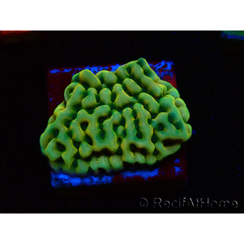WYSIWYG JF Beach Bum Montipora