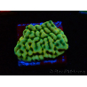 WYSIWYG JF Beach Bum Montipora