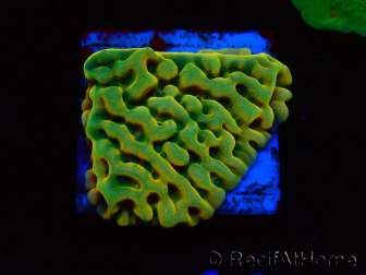 WYSIWYG JF Beach Bum Montipora 11I7
