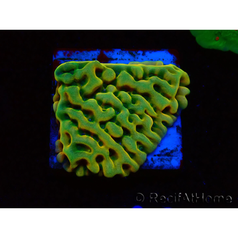 WYSIWYG JF Beach Bum Montipora 11I7