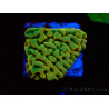 WYSIWYG JF Beach Bum Montipora
