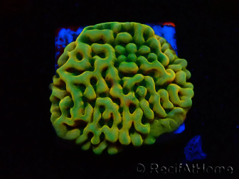 WYSIWYG JF Beach Bum Montipora 11I8
