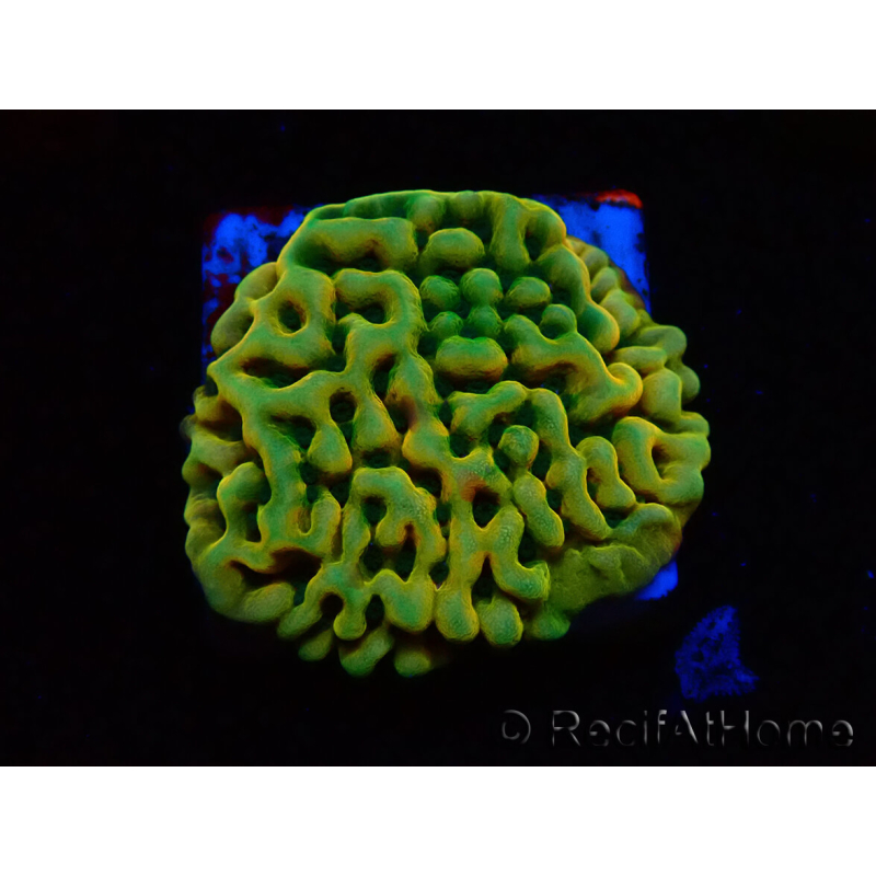 WYSIWYG JF Beach Bum Montipora