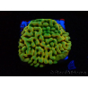 WYSIWYG JF Beach Bum Montipora
