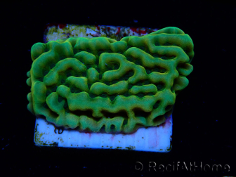 WYSIWYG JF Beach Bum Montipora 11I5