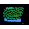 WYSIWYG JF Beach Bum Montipora 11I5