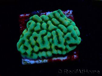WYSIWYG JF Beach Bum Montipora 11I6