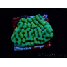 WYSIWYG JF Beach Bum Montipora