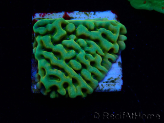 WYSIWYG JF Beach Bum Montipora 11I7