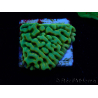 WYSIWYG JF Beach Bum Montipora 11I7