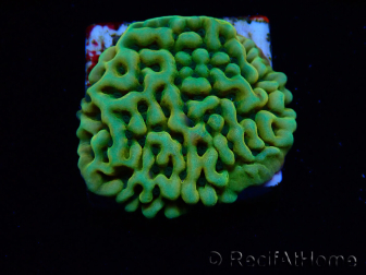 WYSIWYG JF Beach Bum Montipora
