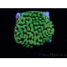 WYSIWYG JF Beach Bum Montipora