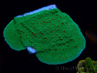 WYSIWYG Montipora Season Greetings