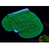 WYSIWYG Montipora Season Greetings