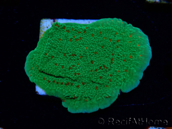 WYSIWYG Montipora Season Greetings