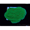 WYSIWYG Montipora Season Greetings