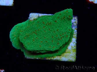 WYSIWYG Montipora Season Greetings 11J3