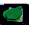 WYSIWYG Montipora Season Greetings