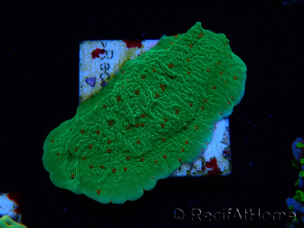 WYSIWYG Montipora Saludos de Temporada