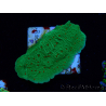 WYSIWYG Montipora Season Greetings 11J4