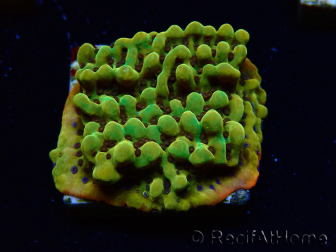 WYSIWYG RAH Montipora Passion Fruit