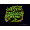 WYSIWYG RAH Montipora Passion Fruit 11J5