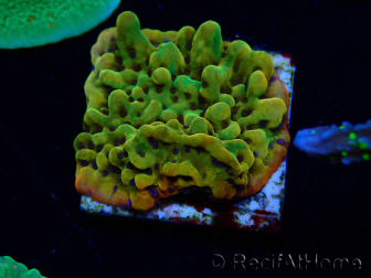WYSIWYG RAH Montipora Passion Fruit 11J6