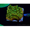 WYSIWYG RAH Montipora Passion Fruit 11J6