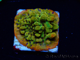 WYSIWYG RAH Montipora Passion Fruit