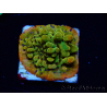 WYSIWYG RAH Montipora Passion Fruit