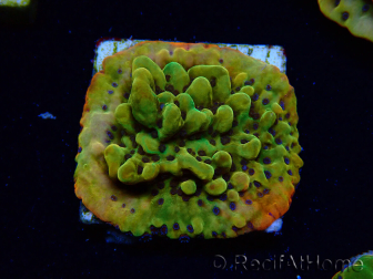 WYSIWYG RAH Montipora Passion Fruit 11J8
