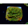 WYSIWYG RAH Montipora Passion Fruit 11J8