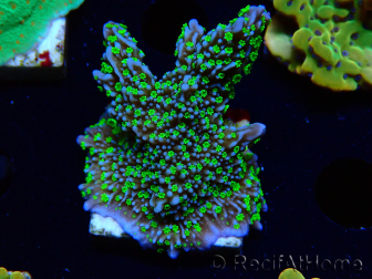 WYSIWYG Montipora hispida Hulk