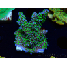 WYSIWYG Montipora hispida Hulk