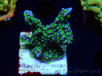 WYSIWYG Montipora hispida Hulk 11K2