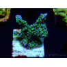 WYSIWYG Montipora hispida Hulk 11K2