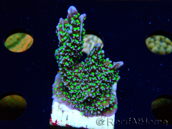 WYSIWYG Montipora hispida Hulk 11K3
