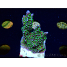 WYSIWYG Montipora hispida Hulk 11K3