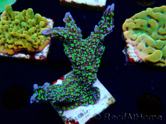 WYSIWYG Montipora hispida Hulk