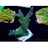 WYSIWYG Montipora hispida Hulk