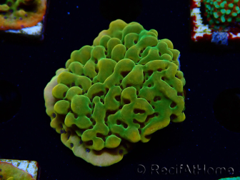WYSIWYG RAH Montipora Orange Punch 11K5