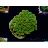 WYSIWYG RAH Montipora Orange Punch