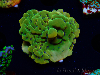 WYSIWYG RAH Montipora Orange Punch 11K6