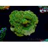 WYSIWYG RAH Montipora Orange Punch