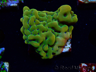 WYSIWYG RAH Montipora Orange Punch